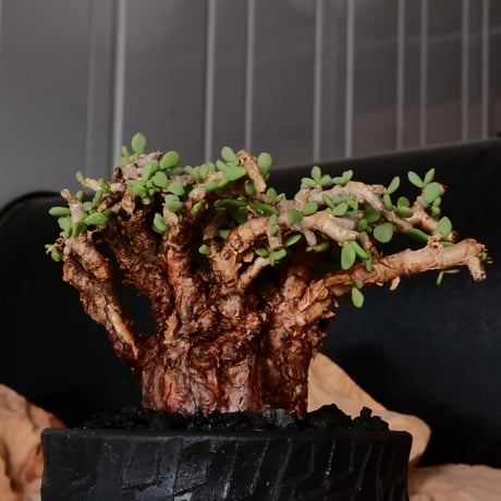 ケラリア ピグマエア［No.77］  × 沼野秀章 作品【  Black Wrap 】3号 植木鉢 笠間焼
