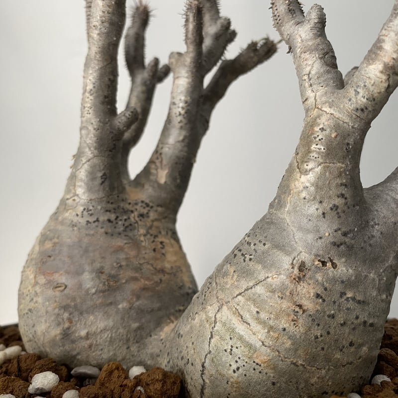 多頭 マルチヘッド グラキリス 現地株 2021年2月輸入 発根管理中 BG