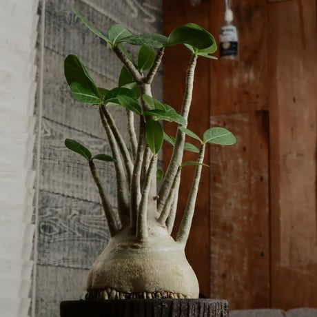 《丸型》アデニウム アラビカム " ドワーフ " φ10cm［No.13］  ×   沼野秀章 作「 black wrap 」4号 植木鉢 笠間焼