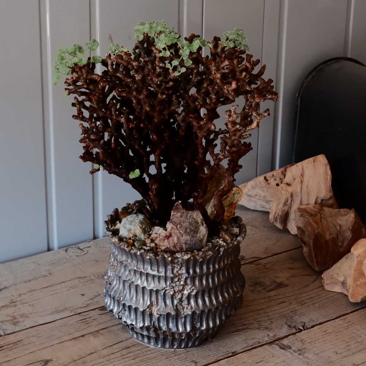 大株】ペラルゴニウム ミラビレ PM-01