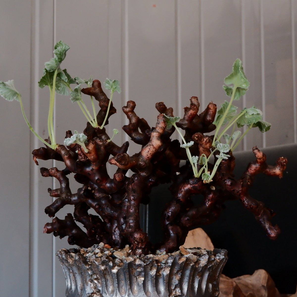 ペラルゴニウム ミラビレ［No.04］ × 松野然 作 【 ZEN 】4号 植木鉢 |