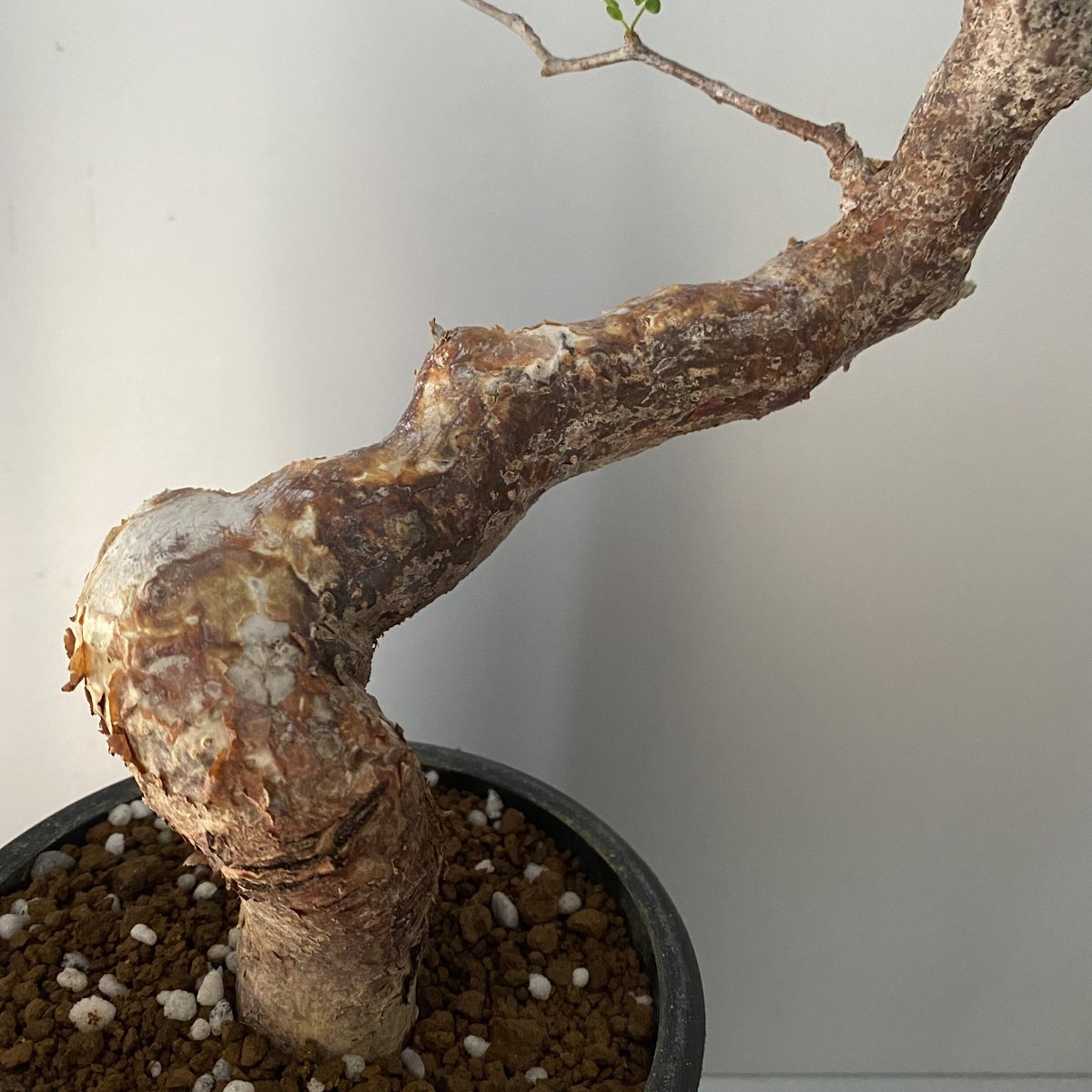 発根済み3年経過　コミフォラ・モンストローサ コミフォラ モンストローサ /Commiphora monstrosa 発根済 (幹幅