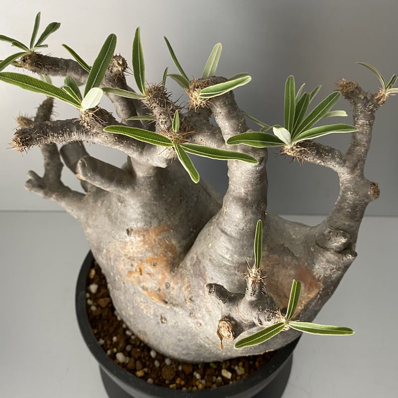 アツ　グラキリス 発根済 特大 多頭 マルチヘッド グラキリス 2020年12月輸入 現地