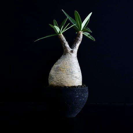 発根済 グラキリス 31  ×  " Black Wrap " 3号［ 作家 : 沼野秀章 ］笠間焼 植木鉢