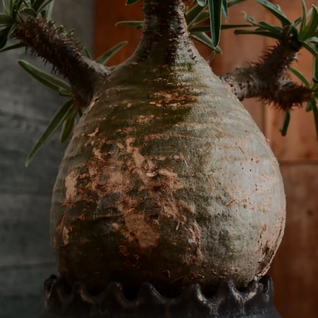 グラキリス - 象牙宮- ［No.170］  ×   根本峻吾 作 S.N POT type.cylinder「 鐡 - 黒焔 - 」3号 植木鉢 笠間焼