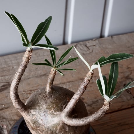 グラキリス φ10cm - 象牙宮-［No.50］× 坂本新 作 作品【 LUSTER BLACK 】3号 植木鉢 笠間焼