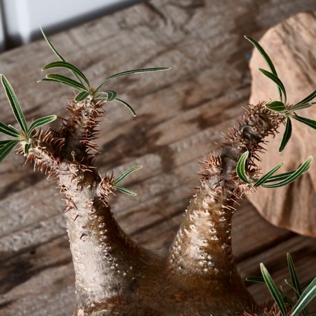 グラキリス φ7.5cm - 象牙宮 -［No.54］  × 磯部祐介 作「 彩 - sai - 」3号 植木鉢 笠間焼