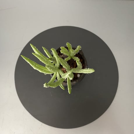 発根済  チレコドン ペアルソニー PE-03 × S.N.Pot  - crown - 2号鉢 ［作家  "根本峻吾"］