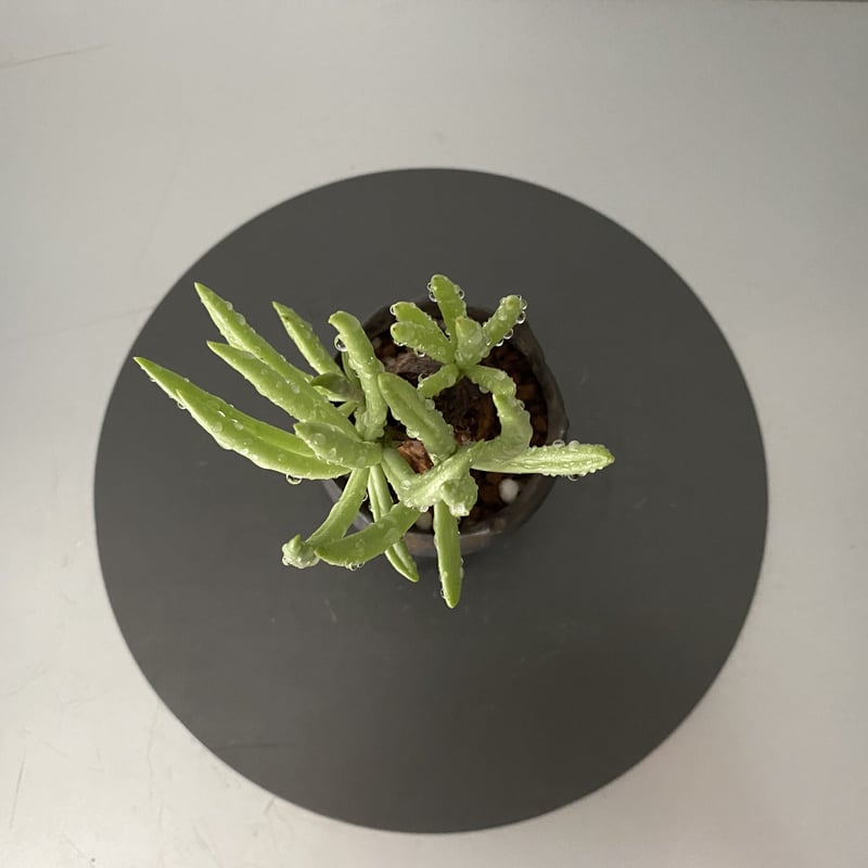 発根済 チレコドン ペアルソニー PE-03 × S.N.Pot - crown - 2号