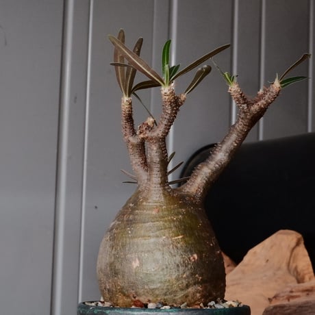 グラキリス φ8.5cm - 象牙宮 -［No.71］  ×   森田昌求 作 「 CLAW - M - 」 3.5号 植木鉢 笠間焼