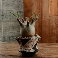 グラキリス S - 象牙宮 -［No.200］  ×   沼野秀章 作「 刻ム音 」4号 植木鉢 笠間焼
