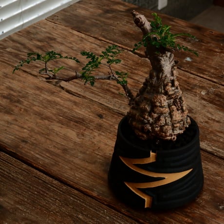 オペルクリカリア パキプス φ9.5cm［No.15］  ×   根本峻吾 作 S.N POT type.cylinder「 雷電 」limited color - Ocher - 4号 植木鉢