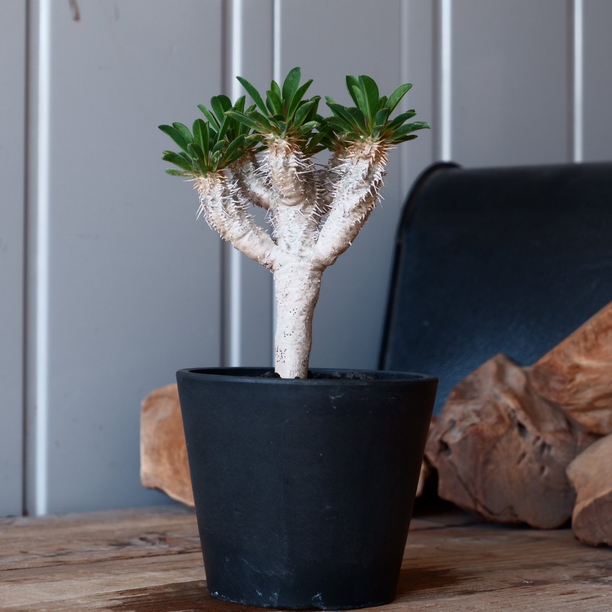 ユーフォルビア ギラウミニアナ 輸入株［No.53］ 4号鉢 | Botanical Holic