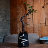 コミフォラ モンストローサ［No.36］  ×  根本峻吾 作 S.N POT type.tall「雷電」3号 植木鉢 笠間焼
