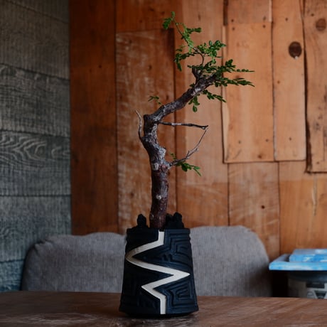 CATEGORY モンストローサ | Botanical Holic