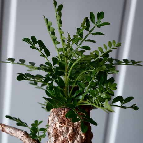 オペルクリカリア パキプス φ 14cm［No.06］  × 根本峻吾 作 S.N POT type.low「 鐵 -堕天白- 」5号鉢 笠間焼