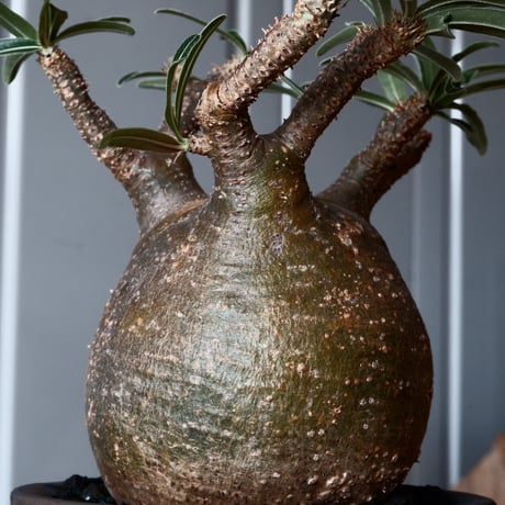 グラキリス φ9.5cm - 象牙宮 - ［No.40］  ×   沼野秀章 作「 black wrap 」3号 植木鉢 笠間焼