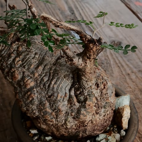 オペルクリカリア パキプス φ10cm［No.7］  ×  磯部祐介 作「 円 - en -  金剛 / 飛び鉋 浅鉢 ver. 」4号 植木鉢