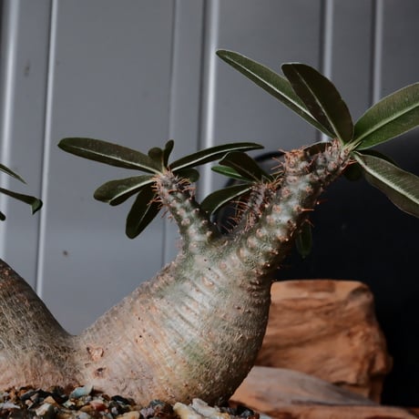 二頭 グラキリス φ14cm  - 象牙宮- ［No.40］  ×   根本峻吾 作 S.N POT type.cylinder - low「 月光ノ鐵」5号 植木鉢 笠間焼