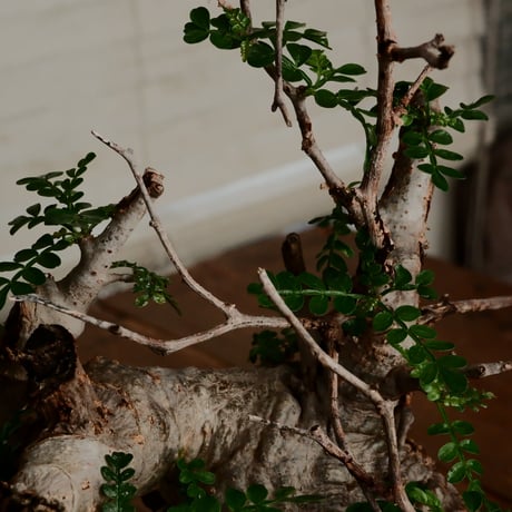 オペルクリカリア パキプス φ11cm［No.10］  ×   小野瀬一 作品  3号 植木鉢