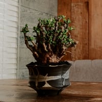 《 size L》ケラリア ピグマエア［No.102］  ×   沼野秀章 作「 black wrap 」4号 植木鉢 笠間焼