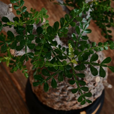 オペルクリカリア パキプス φ12cm［No.14］  ×   根本峻吾 作 S.N POT type.cylinder「 雷電 」limited color - Ocher - 4号 植木鉢