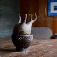 グラキリス  - 象牙宮 - size S［No.45］  ×  新里竜子 作 「RYUSEN - bronze -」3.5号 琉球 植木鉢