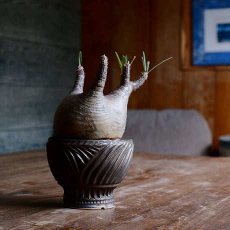 CATEGORY 新里竜子 作品 植木鉢［やちむん］ | Botanical Holic