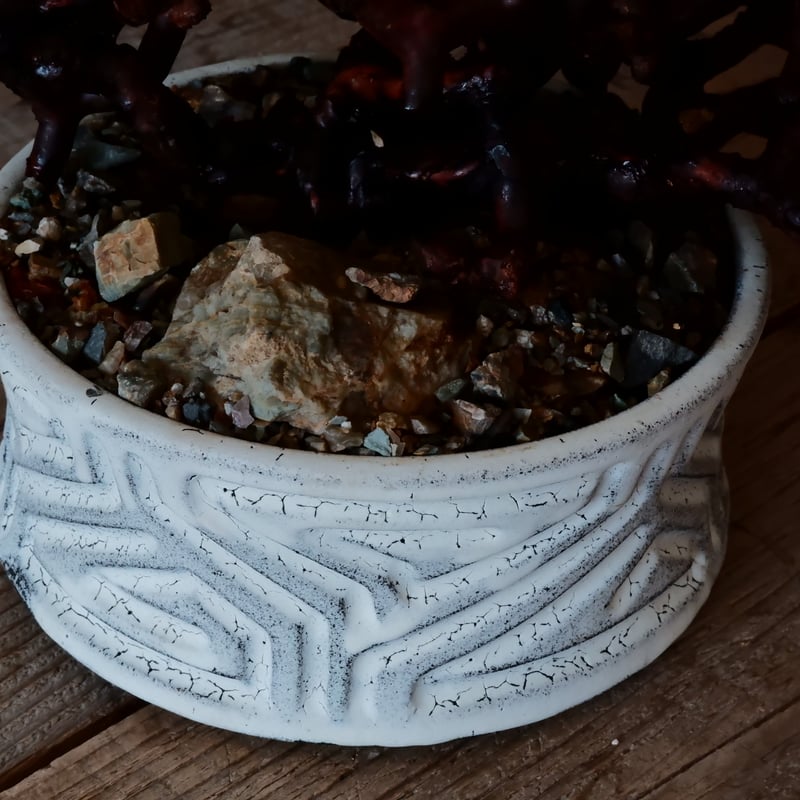 低木】ペラルゴニウム ミラビレ［No.06］ × 根本峻吾 作 S.N POT