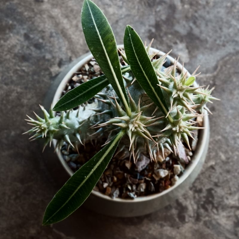 国内実生】パキポディウム・ホロンベンセ［No.02］× 坂本新 作 作品