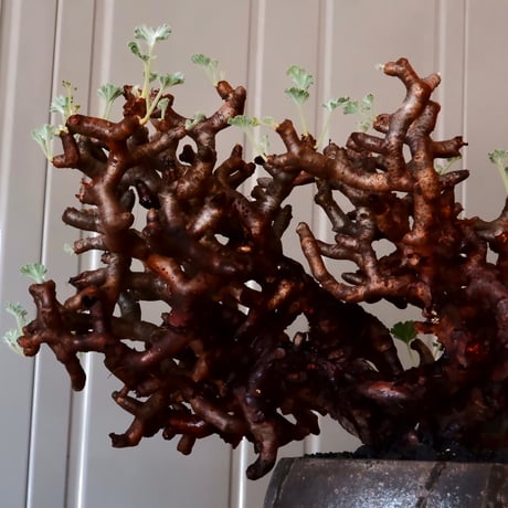 【 大株 】ペラルゴニウム ミラビレ［No.86］  × 沼野秀章 作品【  black wrap 】4号 植木鉢 笠間焼