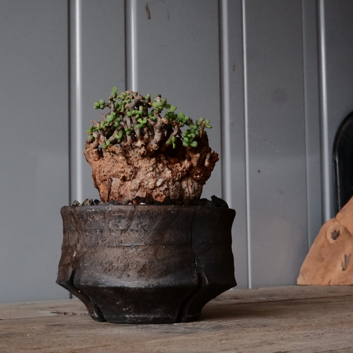 ケラリア ピグマエア 現地株 発根済 ［No.42］ × 沼野秀章 作「 black w