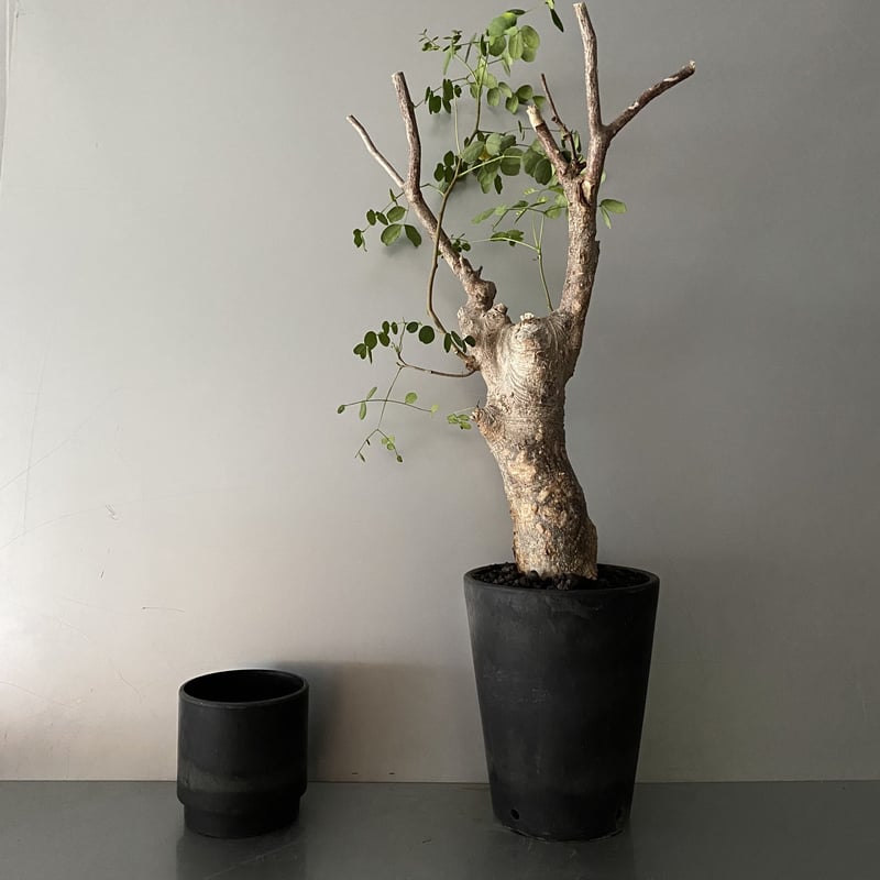 発根済 デロニクス プミラ BDP-05 | Botanical Holic