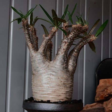 【綴化】グラキリス φ9.5cm - 象牙宮 - ［No.89］  ×   沼野秀章 作「 black wrap 」4号 植木鉢 笠間焼