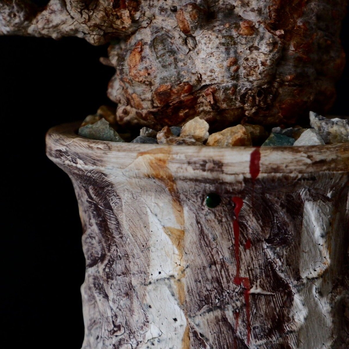 オペルクリカリア・パキプス　まん丸コンパクト　　ミニパキプス ミニサイズ 丸株 オペルクリカリア パキプス［No.14］ × 沼野