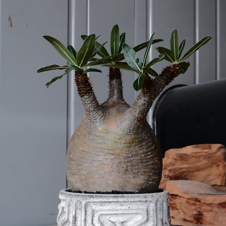 グラキリス φ10cm  - 象牙宮- ［No.35］  ×   根本峻吾 作 S.N POT type.cylinder「 月光ノ鐵」3.5号 植木鉢 笠間焼