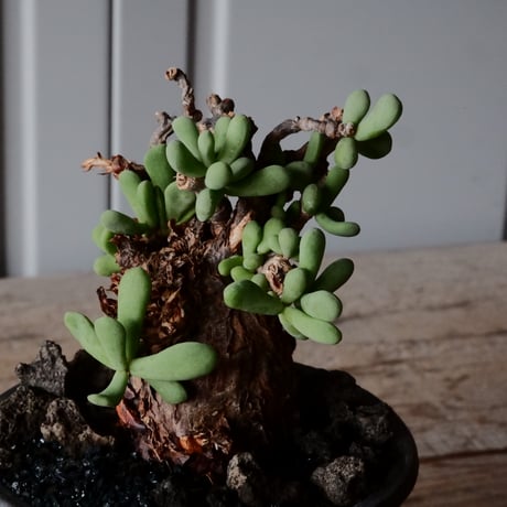 ケラリア ピグマエア 現地株 発根済 ［No.41］  ×   沼野秀章 作「 black wrap 」2.5号 植木鉢 笠間焼