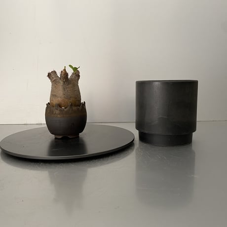 発根済 魔界玉 マカイエンセ BG-206 × S.N.Pot "丸"- crown - 2号鉢 ［作家  "根本峻吾"］