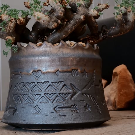 【大株 / w23cm】サルコカウロン ムルチフィズム［No.03］  ×   根本峻吾 作 S.N POT type.cylinder「 刻印  -kokuin- 」 4号 植木鉢