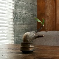 グラキリス  φ7.5cm - 象牙宮 -［No.58］  ×  磯部祐介 作「 瓦 - kawara -  "金剛 飛び鉋 ver. "」2.5号 植木鉢 笠間焼