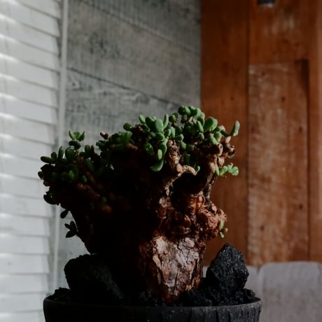 ケラリア ピグマエア 発根済［No.15］  ×   沼野秀章 作「 black wrap 」4号 植木鉢 笠間焼