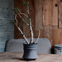 センナ メリディオナリス［No.44］  ×  磯部祐介 作「 鎧 - yoroi - 闇堕ち tall ver.」4号 植木鉢 笠間焼