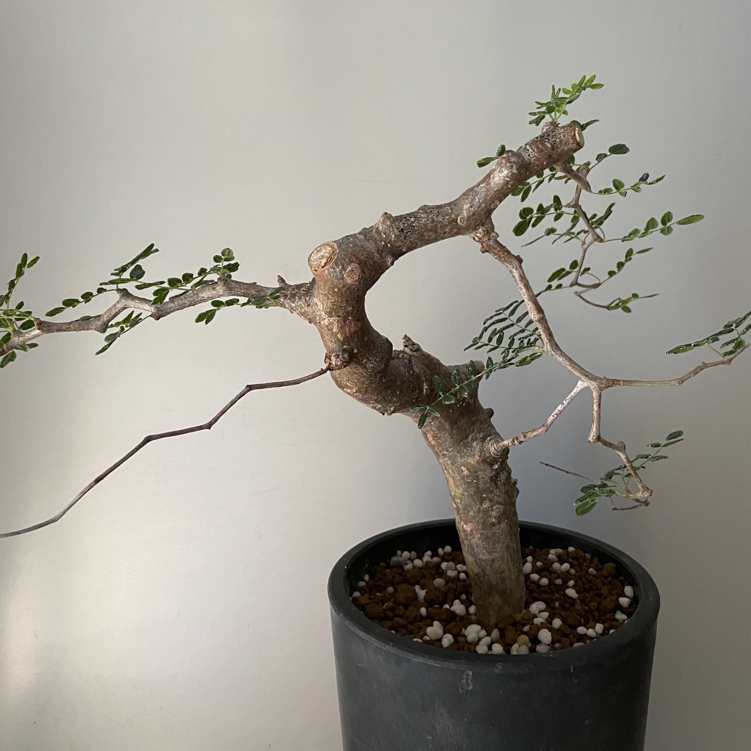 コミフォラ モンストローサ 発根済 現地株 MO-04 | Botanical Holic