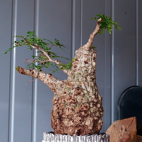 オペルクリカリア パキプス φ 11cm［No.05］  × 根本峻吾 作 S.N POT type.cylinder「 月光ノ爪牙」4.5号 植木鉢 笠間焼