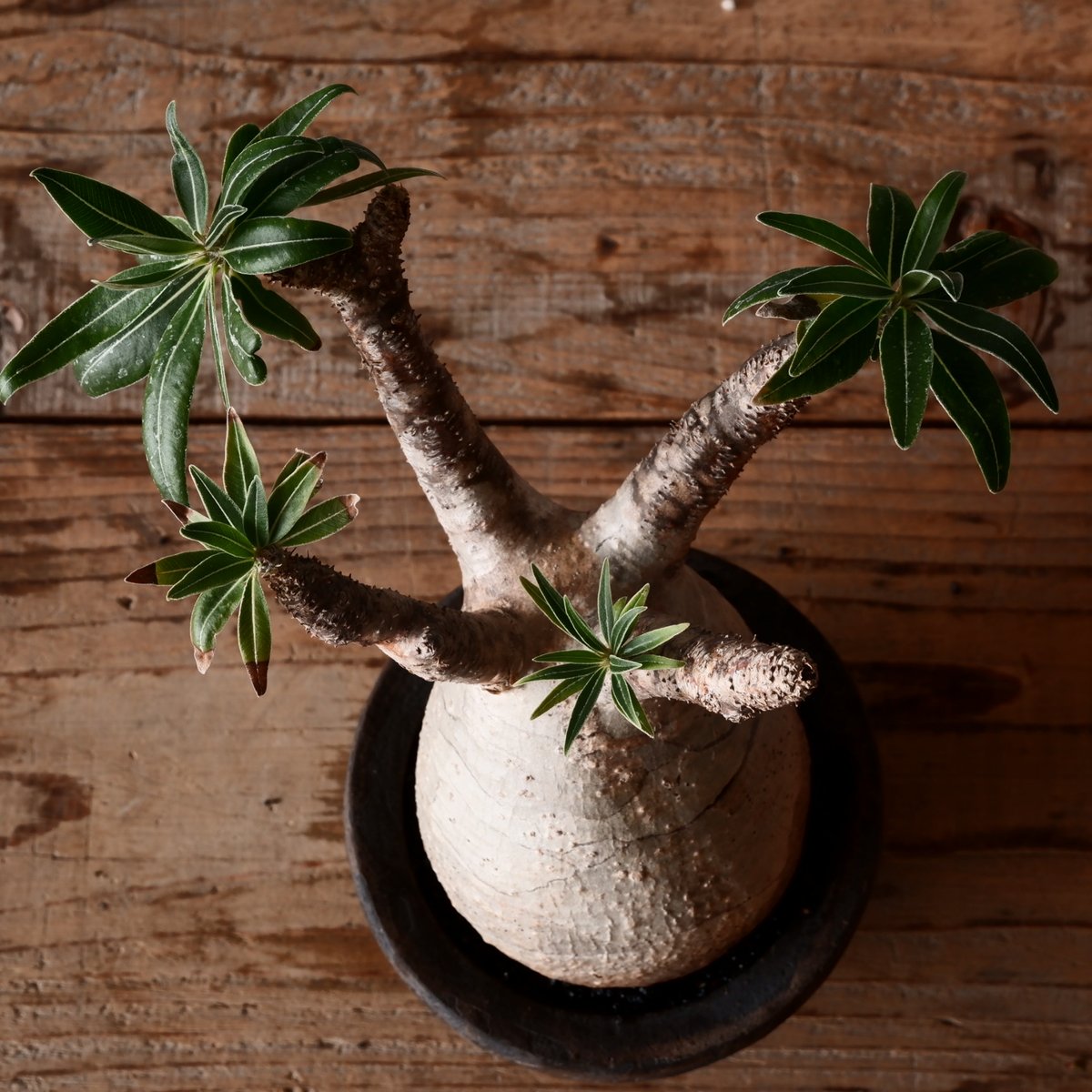 グラキリス φ8cm - 象牙宮 - ［No.30］ × 沼野秀章 作「 black w