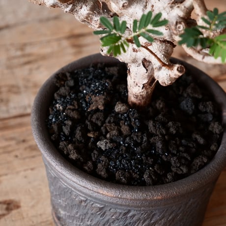 センナ メリディオナリス 輸入株［No.35］  ×  與那嶺大輔 作 【 琉球飛鉋 / 4号】植木鉢
