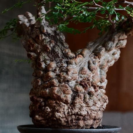 オペルクリカリア パキプス［No.47］  ×   沼野秀章 作「 black wrap 」3.5号 植木鉢 笠間焼