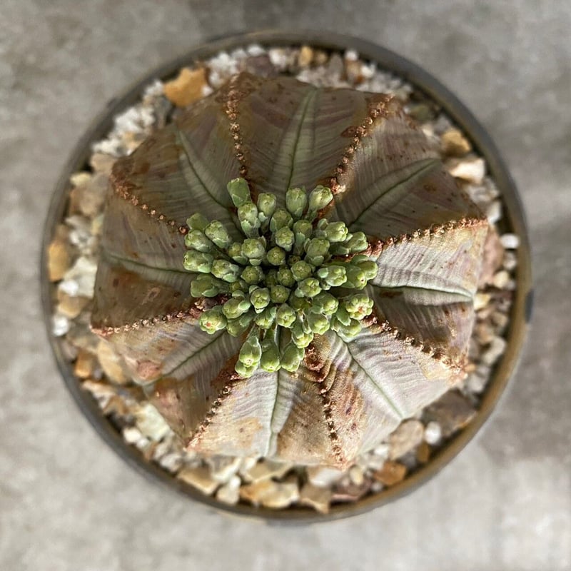 【ヨーロッパ輸入株】特大ユーフォルビアオベサ EU輸入 ユーフォルビア オベサ No.06 × 円 - en - 