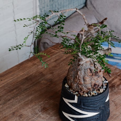 オペルクリカリア パキプス φ12cm［No.35］  ×   根本峻吾 作 S.N POT 「 雷電 - raiden - 」5号 植木鉢 笠間焼