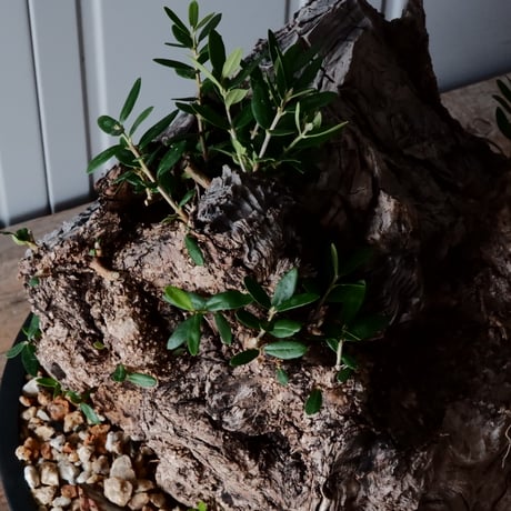 Old Olive 古木オリーブ［No.07］× 11号鉢 (φ33cm)